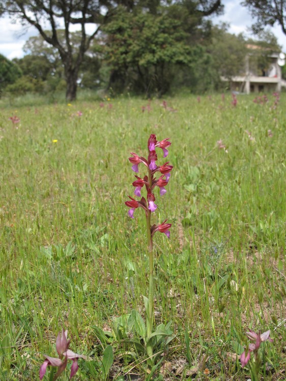 Anacamptis papilionacea